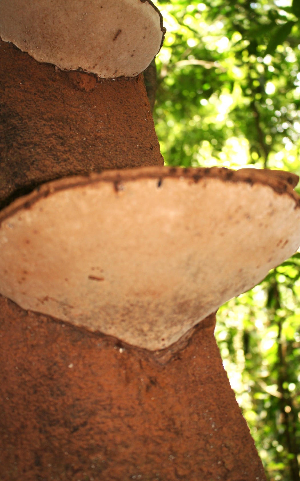 Lamellae_polypore